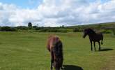 Dartmoor ponies. - Thumbnail Image