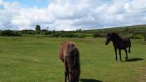 Dartmoor ponies.