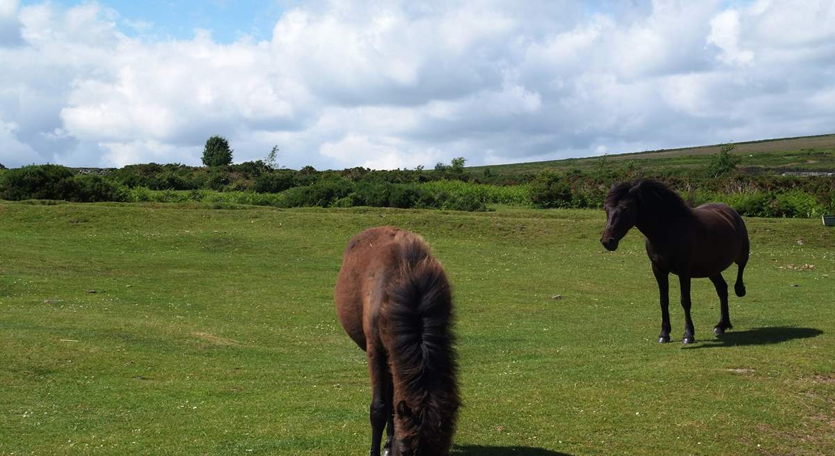 Dartmoor ponies.