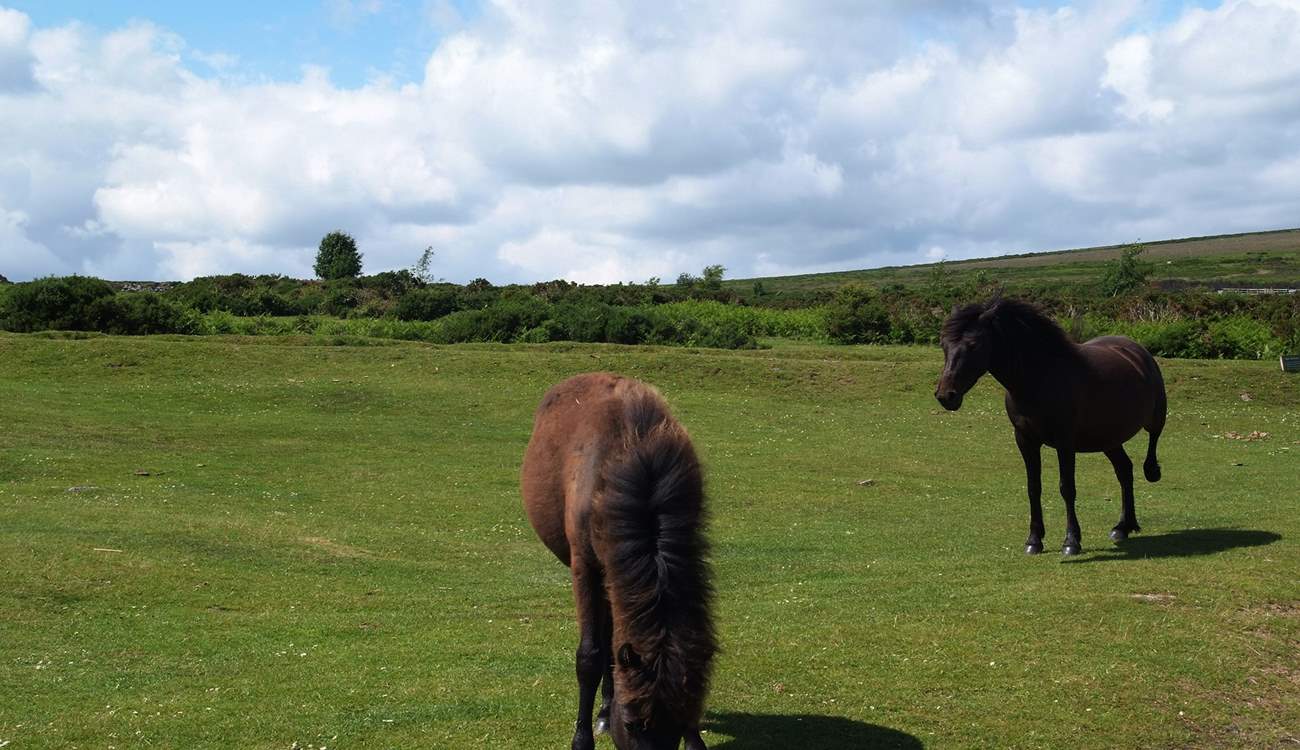 Dartmoor ponies.