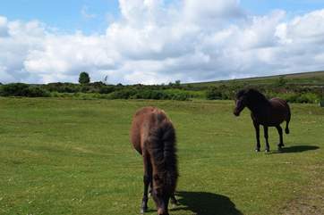 Dartmoor ponies.