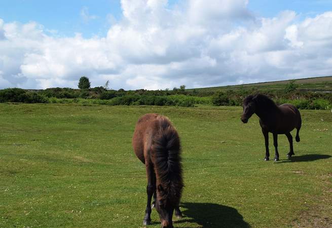 Dartmoor ponies.