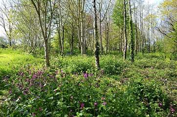 Spring woods.