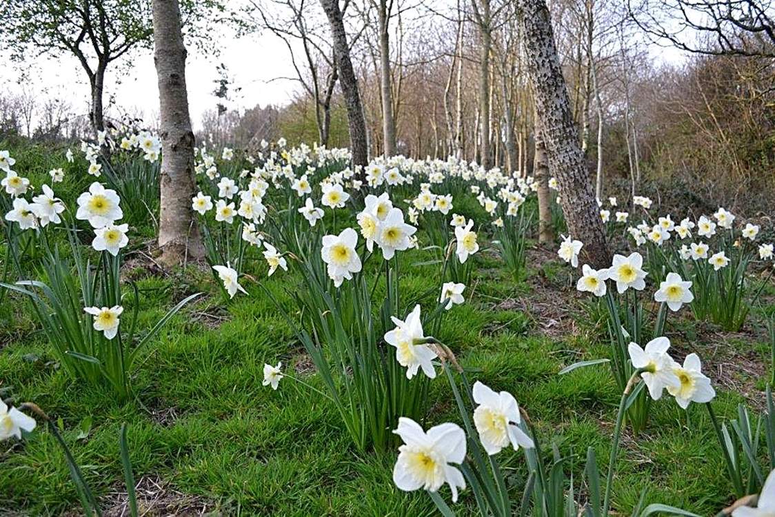 The woods in early spring.