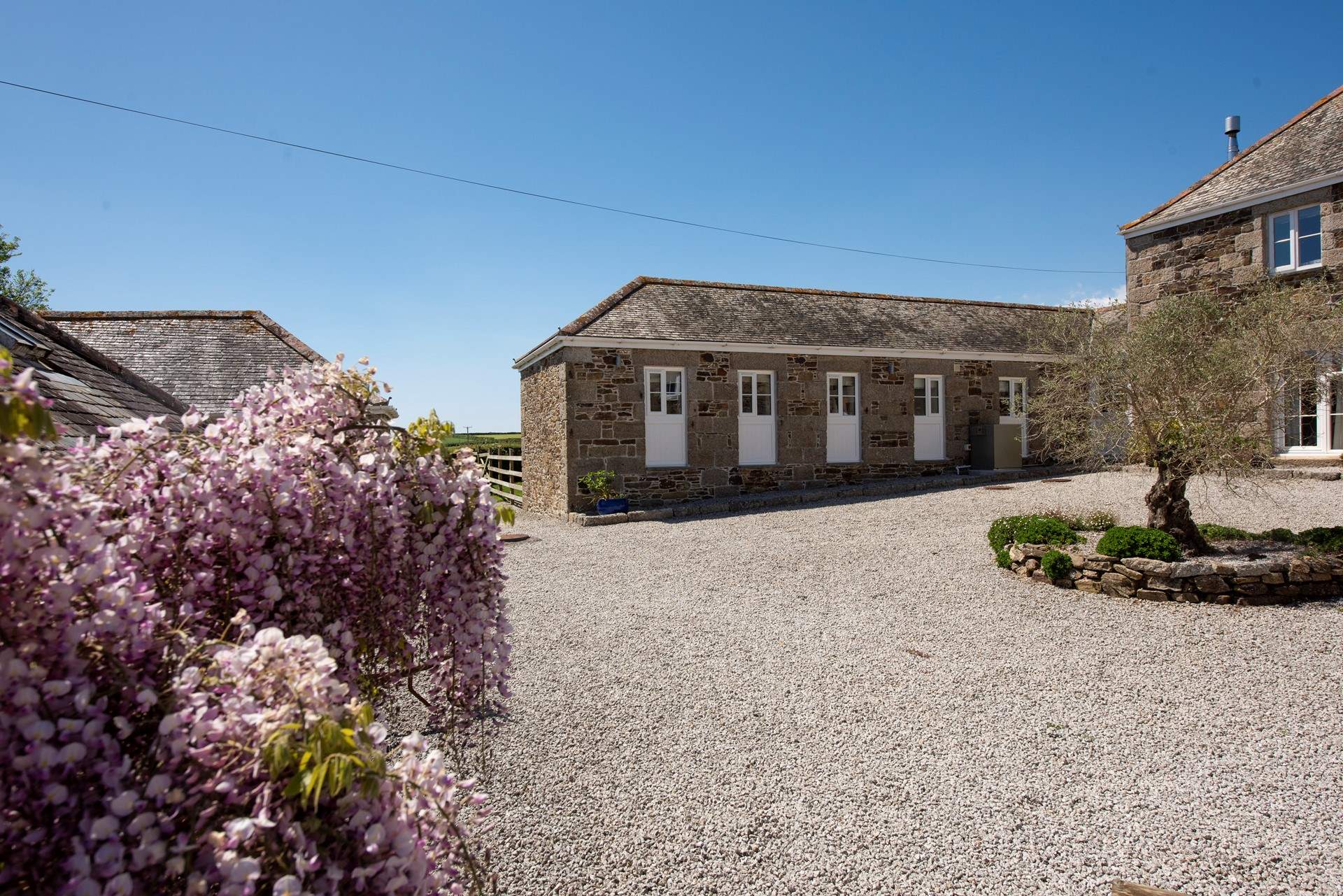 Looking through the wisteria blooms towards Rowes from the rear courtyard.