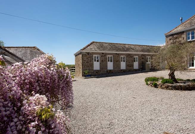 Looking through the wisteria blooms towards Rowes from the rear courtyard.