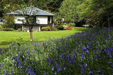 A wonderful drift of bluebells adorns the garden in spring.