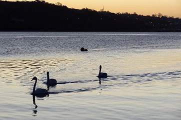 Swans heading home up stream.