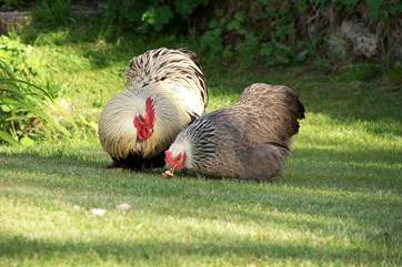 Meet the chickens!