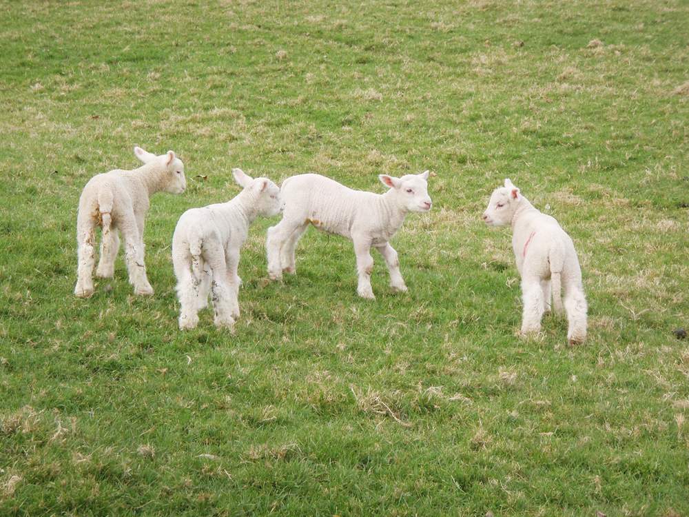 Barbridge Farm often has visiting sheep and cute little lambs.