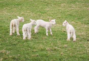 Barbridge Farm often has visiting sheep and cute little lambs.