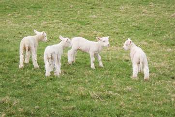 Barbridge Farm often has visiting sheep and cute little lambs.