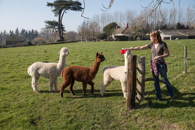 The owners are happy to introduce you to their Alpacas, Bondi, Crinny and Polo.