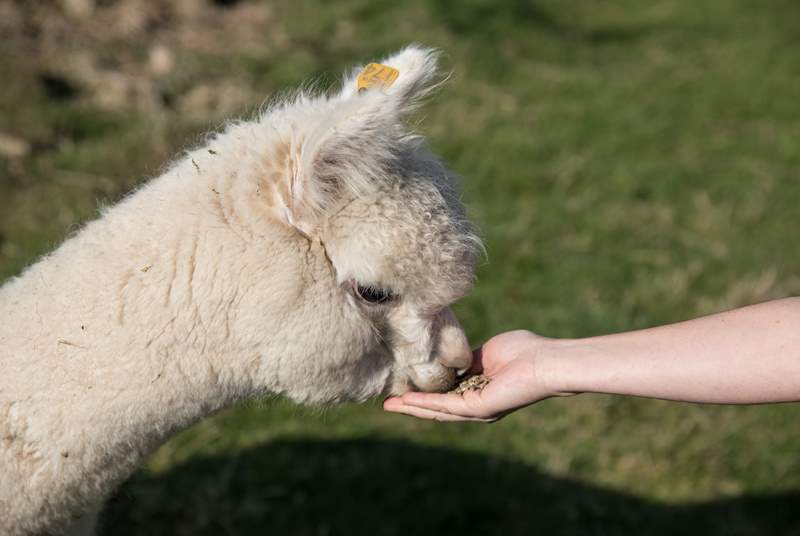 You may be able to feed these gentle Alpacas.