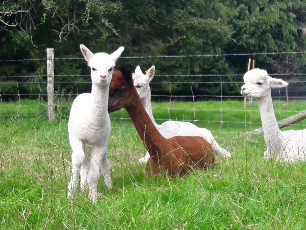 This is Chino - the newest resident at Barbridge !