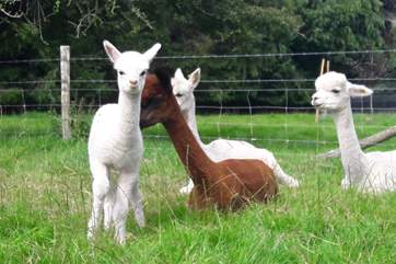 This is Chino - the newest resident at Barbridge !