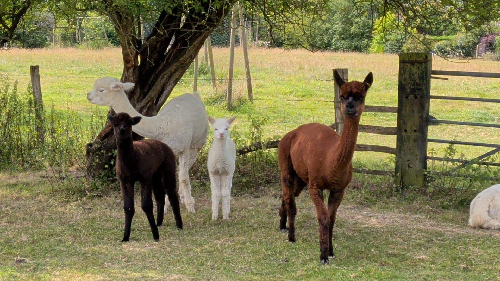 Meet  the two new additions, Minnie and Murphy (who can't wait to meet you!).