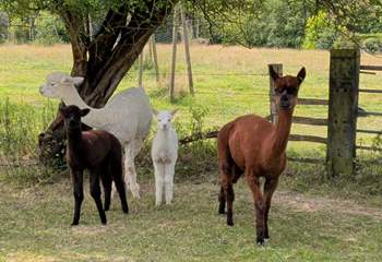 Meet  the two new additions, Minnie and Murphy (who can't wait to meet you!).