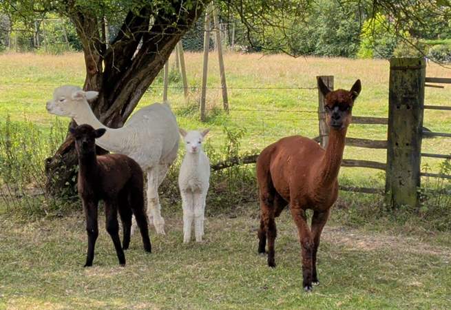 Meet  the two new additions, Minnie and Murphy (who can't wait to meet you!).