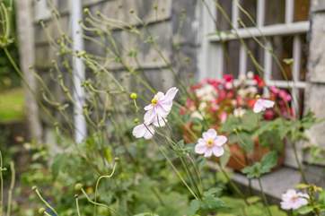 The flower boxes full of summer flowers.