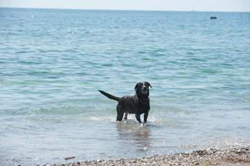 Your four-legged friend will be in heaven.