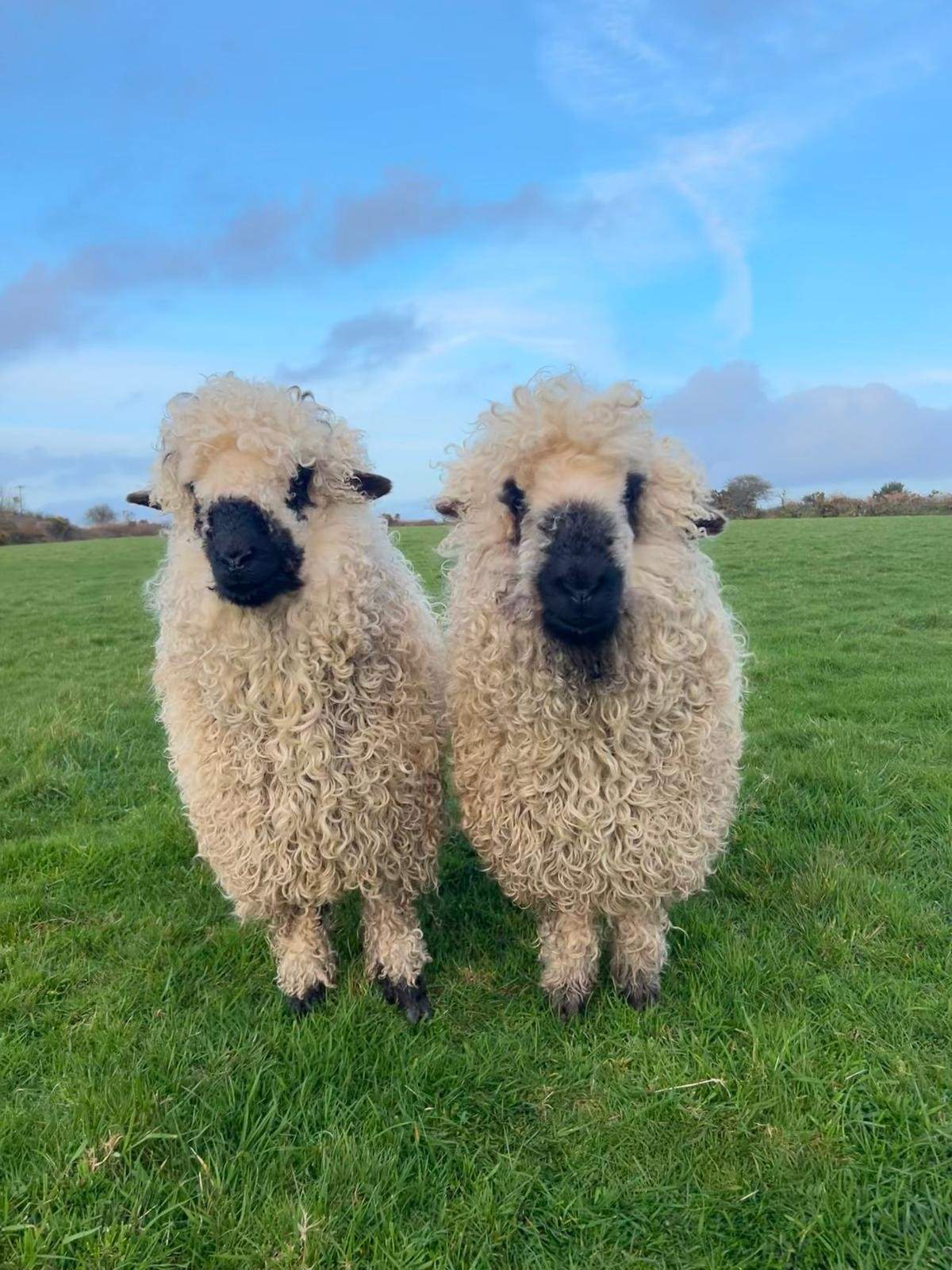 Meet Sharky and Peanut, the resident Vallais sheep who just love a cuddle. 