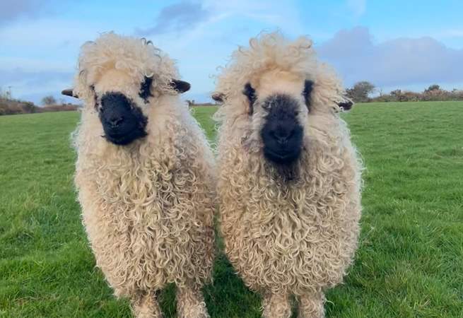 Meet Sharky and Peanut, the resident Vallais sheep who just love a cuddle. 