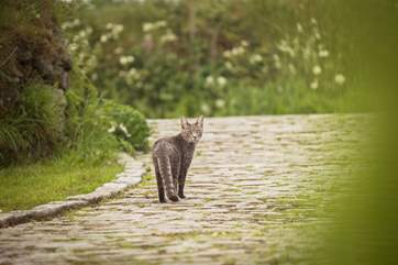 You will probably meet one of the Owner's four-legged friends.