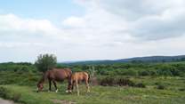 Ponies grazing in the hills.