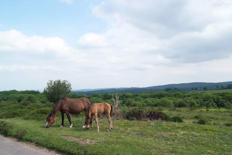 Ponies grazing in the hills.