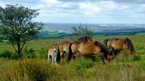 Visit Exmoor and look for the Exmoor pony.  A historic and endangered native breed, they roam freely across the beautiful moorland.