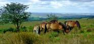 Visit Exmoor and look for the Exmoor pony.  A historic and endangered native breed, they roam freely across the beautiful moorland.