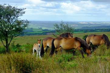Visit Exmoor and look for the Exmoor pony. A historic and endangered native breed, they roam freely across the beautiful moorland.