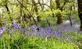  Book a holiday in the spring to see the carpet of bluebells through the woods. - Thumbnail Image