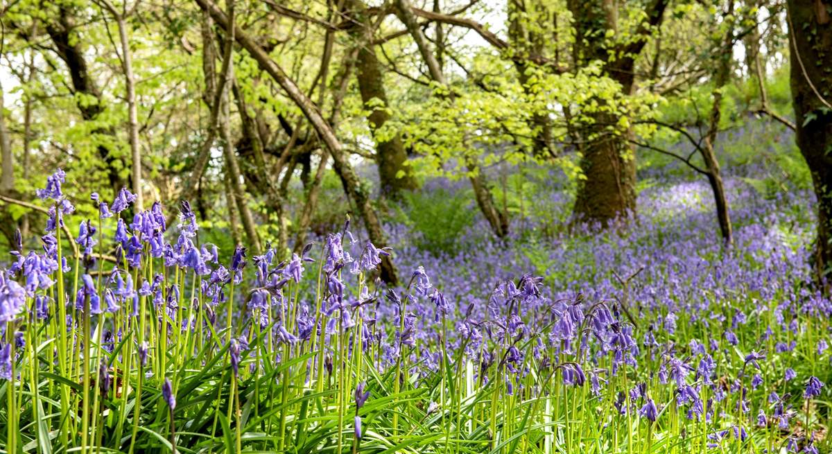  Book a holiday in the spring to see the carpet of bluebells through the woods.