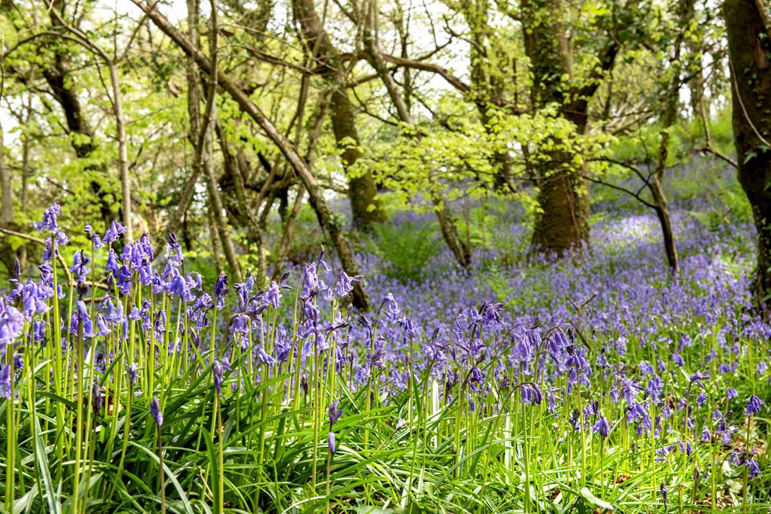 Book a holiday in the spring to see the carpet of bluebells through the woods.