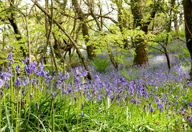  Book a holiday in the spring to see the carpet of bluebells through the woods.