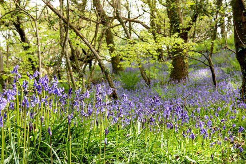  Book a holiday in the spring to see the carpet of bluebells through the woods.
