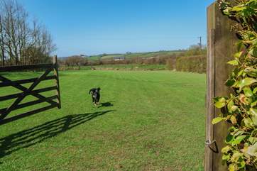 This is Milo, who lives on site with the owners, showing off the wonderful space that your four-legged friends will have.
