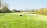 Here is another view of the paddocks, a fantastic area for exercising your dog. - Thumbnail Image