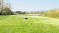 Here is another view of the paddocks, a fantastic area for exercising your dog.