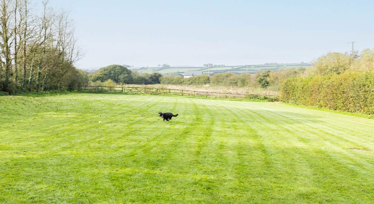 Here is another view of the paddocks, a fantastic area for exercising your dog.