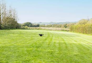 Here is another view of the paddocks, a fantastic area for exercising your dog.