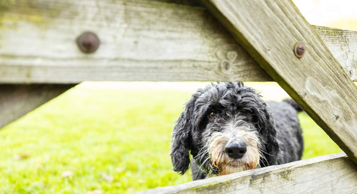 This is Milo, who lives on site with the owners,  showing off the wonderful space that your four-legged friends will have.