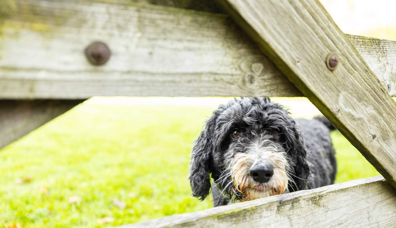 This is Milo, who lives on site with the owners,  showing off the wonderful space that your four-legged friends will have.