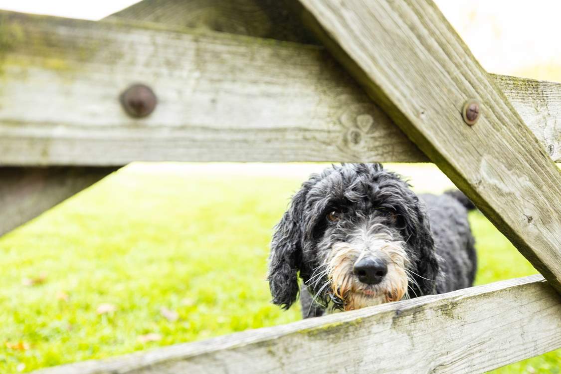 This is Milo, who lives on site with the owners,  showing off the wonderful space that your four-legged friends will have.