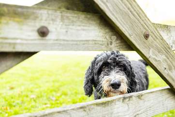 This is Milo, who lives on site with the owners, showing off the wonderful space that your four-legged friends will have.