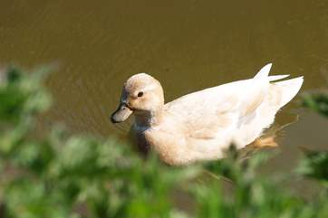 Woodlands has lots of cute animals within the grounds.