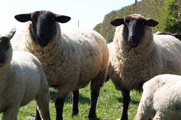 There are sheep and lambs.