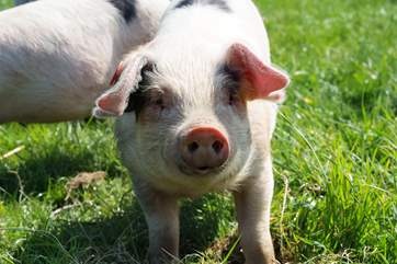 ......and pigs!